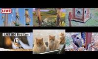 Thumbnail of Amazingearthanimalslivestream