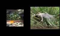 Jam City Lyrebird ----
