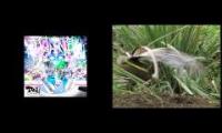 Thumbnail of Side by Side Lyrebird