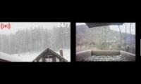 Thumbnail of Amazingearthanimalslivestream