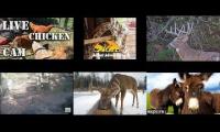 Thumbnail of Amazingearthanimalslivestream