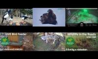 Thumbnail of Amazingearthanimalslivestream