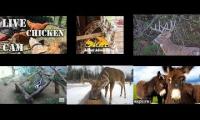 Amazingearthanimalslivestream