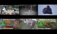 Thumbnail of Amazingearthanimalslivestream
