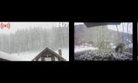 Thumbnail of Amazingearthanimalslivestream