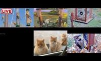 Thumbnail of Amazingearthanimalslivestream
