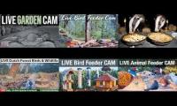 Amazingearthanimalslivestream