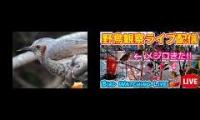 Thumbnail of Amazingearthanimalslivestream