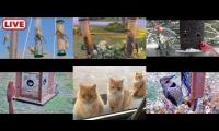 Thumbnail of Amazingearthanimalslivestream
