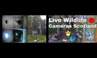 Thumbnail of Amazingearthanimalslivestream