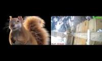 Thumbnail of Amazingearthanimalslivestream