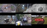Thumbnail of Amazingearthanimalslivestream