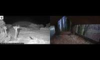 Thumbnail of Amazingearthanimalslivestream