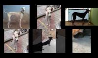 Thumbnail of watching hours increse