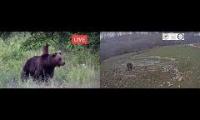 Thumbnail of Brooks Falls - Katmai National Park, Alaska, USA