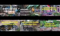 Amazingearthanimalslivestream