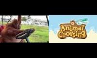 monkey driving to animal crossing 3pm