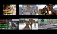 Thumbnail of Amazingearthanimalslivestream