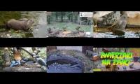 Thumbnail of Amazingearthanimalslivestream