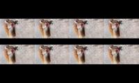 Animals funny videos/animals funny moments