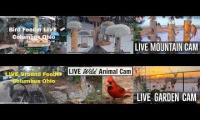Thumbnail of Amazingearthanimalslivestream