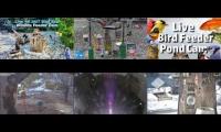Thumbnail of Amazingearthanimalslivestream