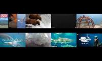Thumbnail of Amazingearthanimalslivestream