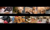 Streaming Puppy Cameras