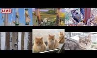 Thumbnail of Amazingearthanimalslivestream