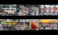 Amazingearthanimalslivestream