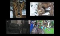 Thumbnail of Amazingearthanimalslivestream