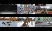 Thumbnail of Amazingearthanimalslivestream