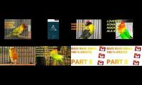 Thumbnail of pancingan suara lovebird buat lb yang macet
