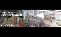 Thumbnail of Amazingearthanimalslivestream