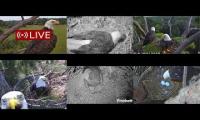 Thumbnail of Amazingearthanimalslivestream