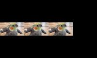 Guys have you seen this bird