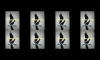 Thumbnail of Pancingan suara kacer d jamin nembak