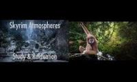 Skyrim and the gibbons