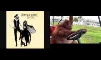 Monkey vibing fleetwood Mac