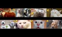 Funniest Dogs and Cats - Funny Animal Videos 2