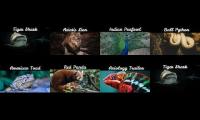 Details of the animals