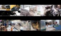 Kittens and Cats Livestreams Galore