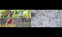 Thumbnail of Amazingearthanimalslivestream