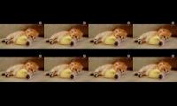 KUCING LUCU GEMES BERTEMAN DENGAN AYAM