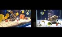 Thumbnail of fishes viodeos fejdbcehbvcjfebvccjhherbcjefbhcrfbh
