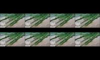 Thumbnail of Banjirrrr-Banjirrrr.....!! Kali atau Sungai Perbatasan Desa Bodag sama Desa Barang Kecamatan Panggul
