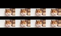 Thumbnail of #shorts Syrian Hamster friendly