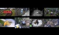 Thumbnail of Amazingearthanimalslivestream