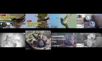 Thumbnail of Amazingearthanimalslivestream