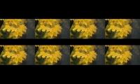 Thumbnail of Morning Relaxing Music - Piano Music, Positive Music, Study Music